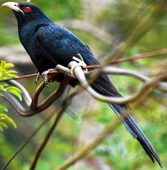 Cuckoo